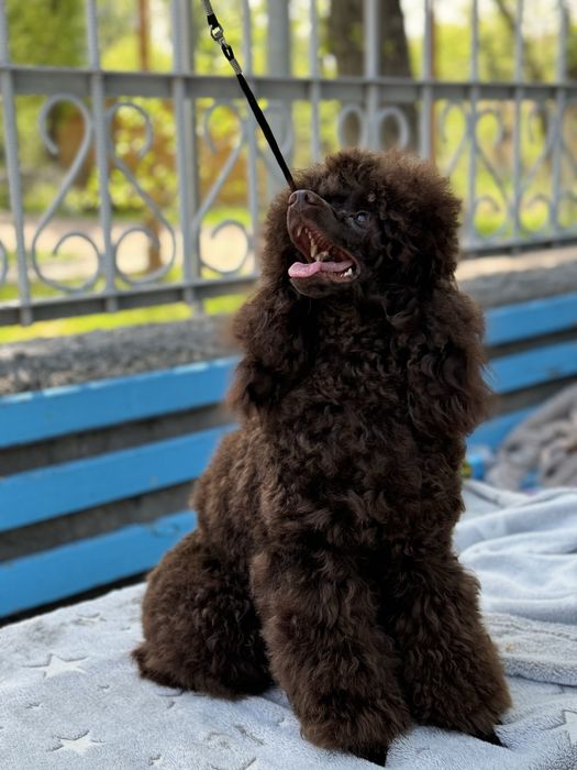 Вязка кобель «Пудель миниатюрный»