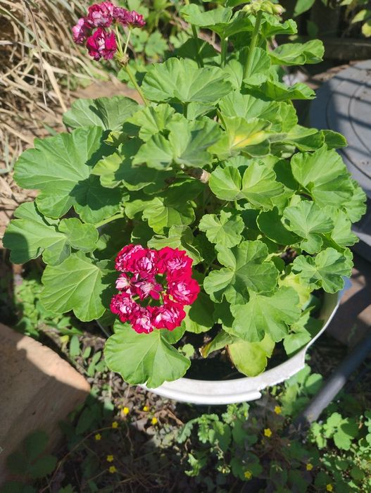 Комнатные цветы продам