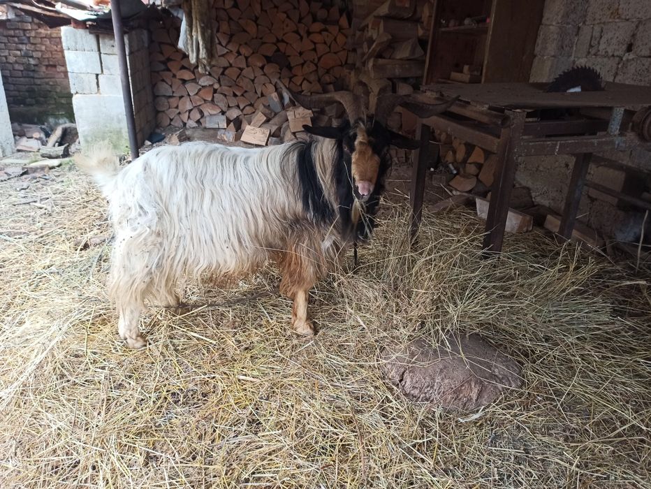 Vând țap în comuna Domașnea