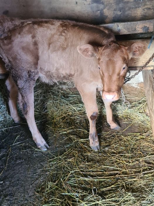 Vitica angus frumoasa fatata din 30 ianuarie bea la găleată .