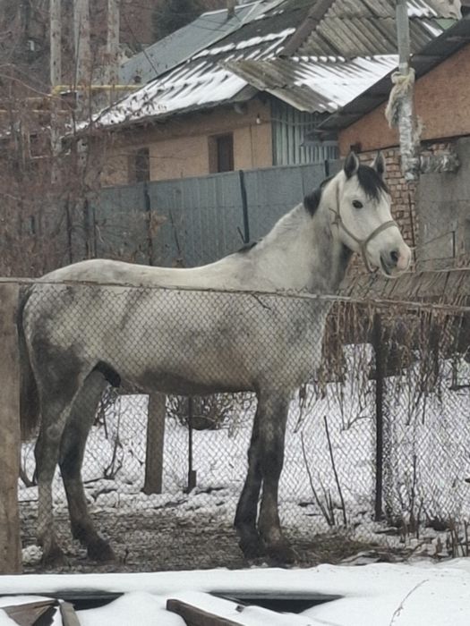 Продам лошадь на племя