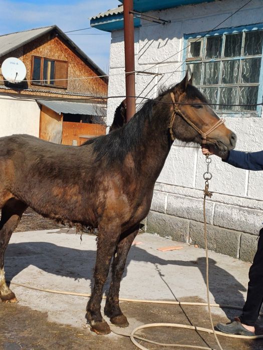 Байтал  сатылады