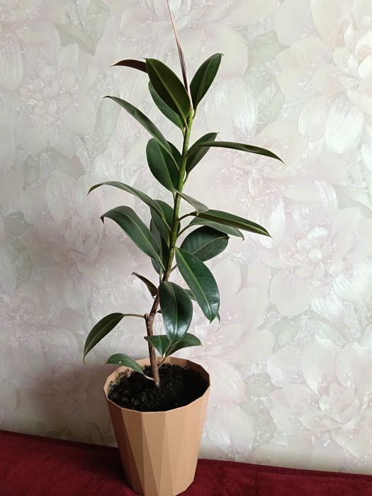 Продам фикус каучуконосный