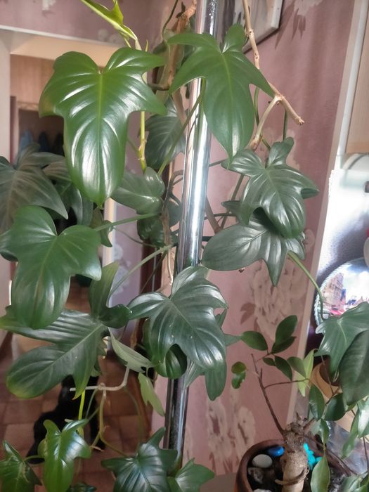 Филодендрон Маска