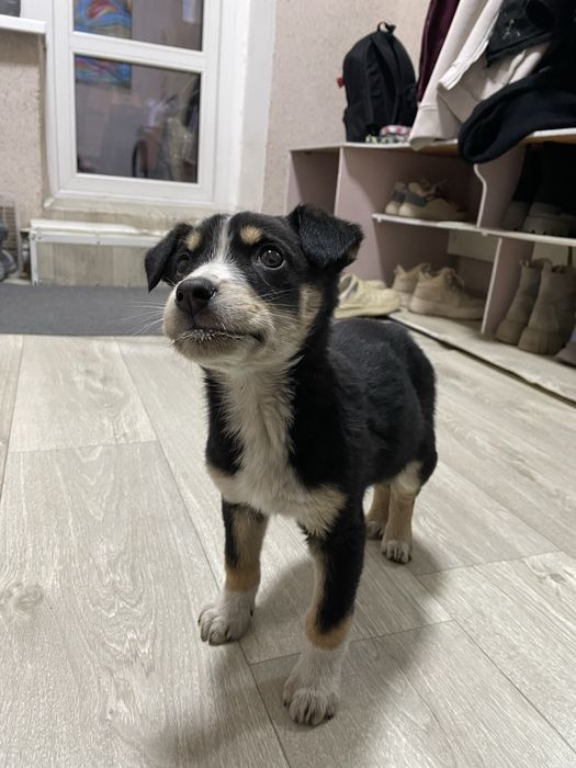 Отдам щенка в добрые руки