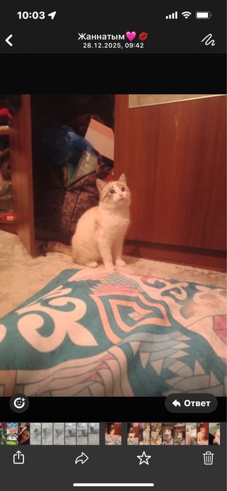 Котенки шотландцы.