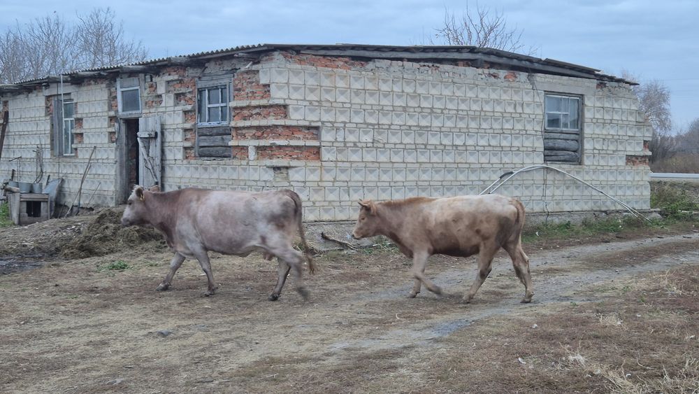 Продам корову, телку и овец
