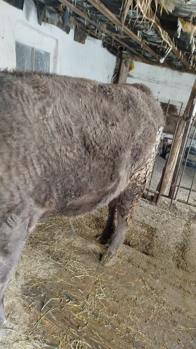 Бұқа сатылады Откорм