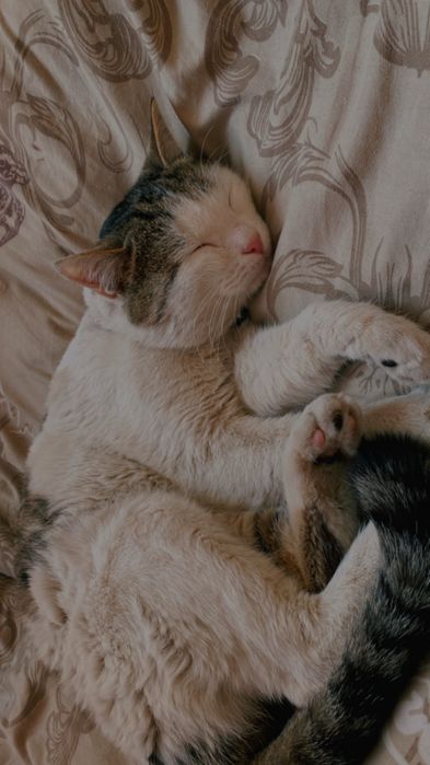 Мушук кидириляпти