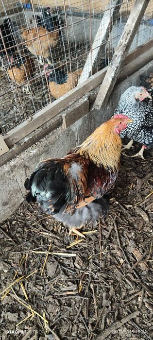 Găină Wyandotte gsg gold 1 buc