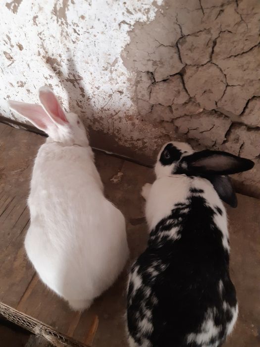 Xomlador quyon veliqan