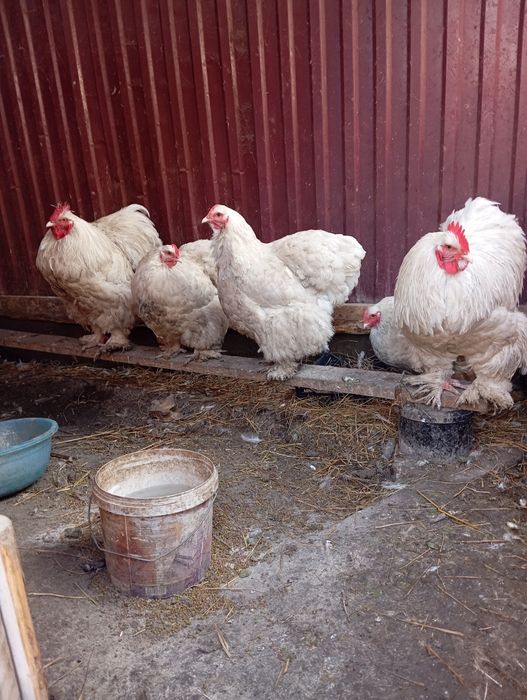 Тауык кохинин.                    .