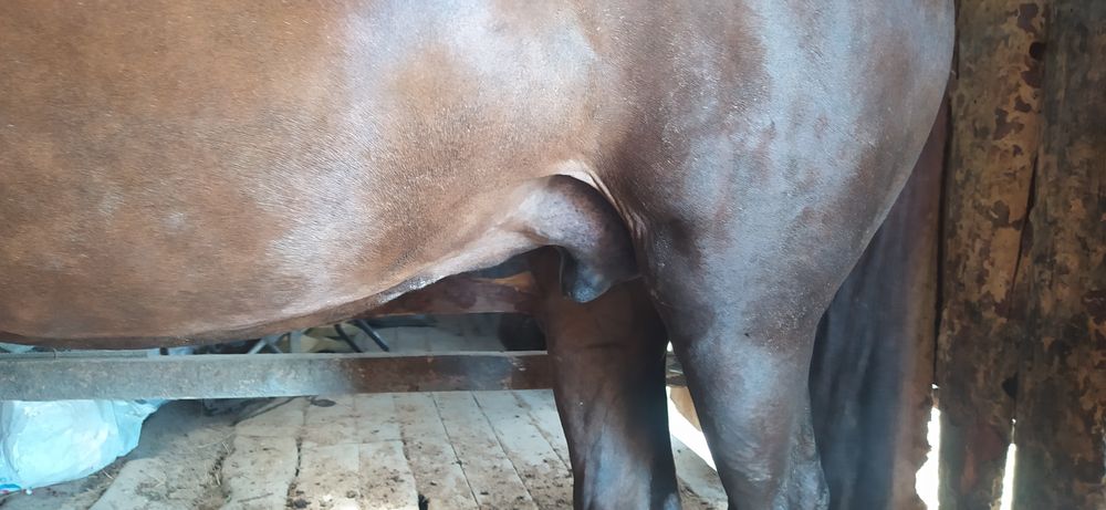 Семіз бие сатамын