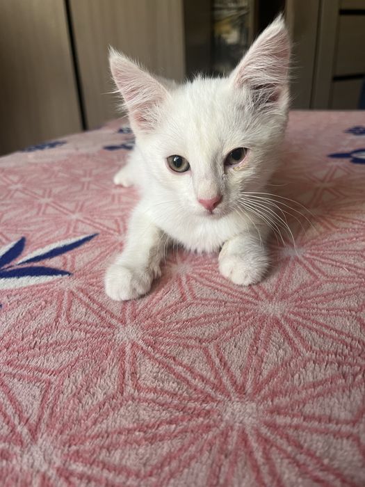 Отдам котенка в добрые руки