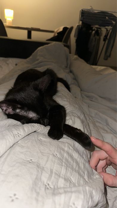 Mitzi isi caută un nou stăpân