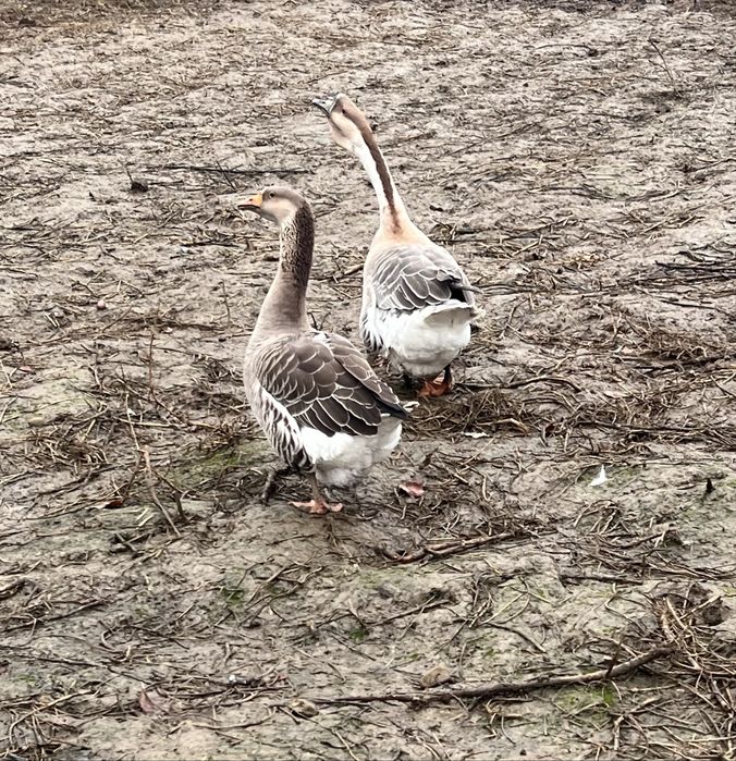 Vand gaste  pereche si un ratoi