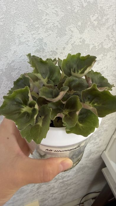 Продам сортовые фиалки