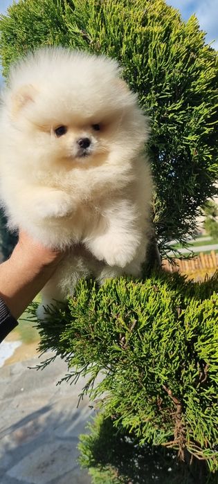 Померан померанче