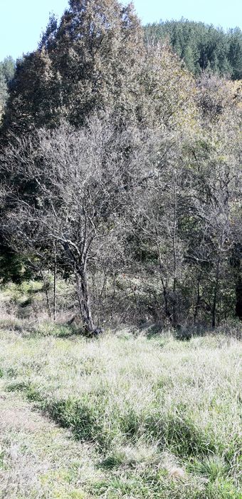 Продава се Парцел в с. Златуша, Област София-област - 725 кв.м за 17 €/кв.м - Снимка #2