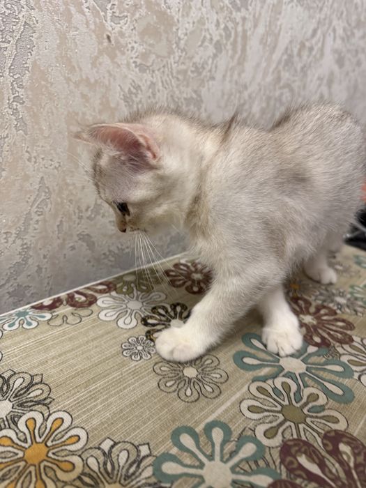 Кошка Кошки Котята