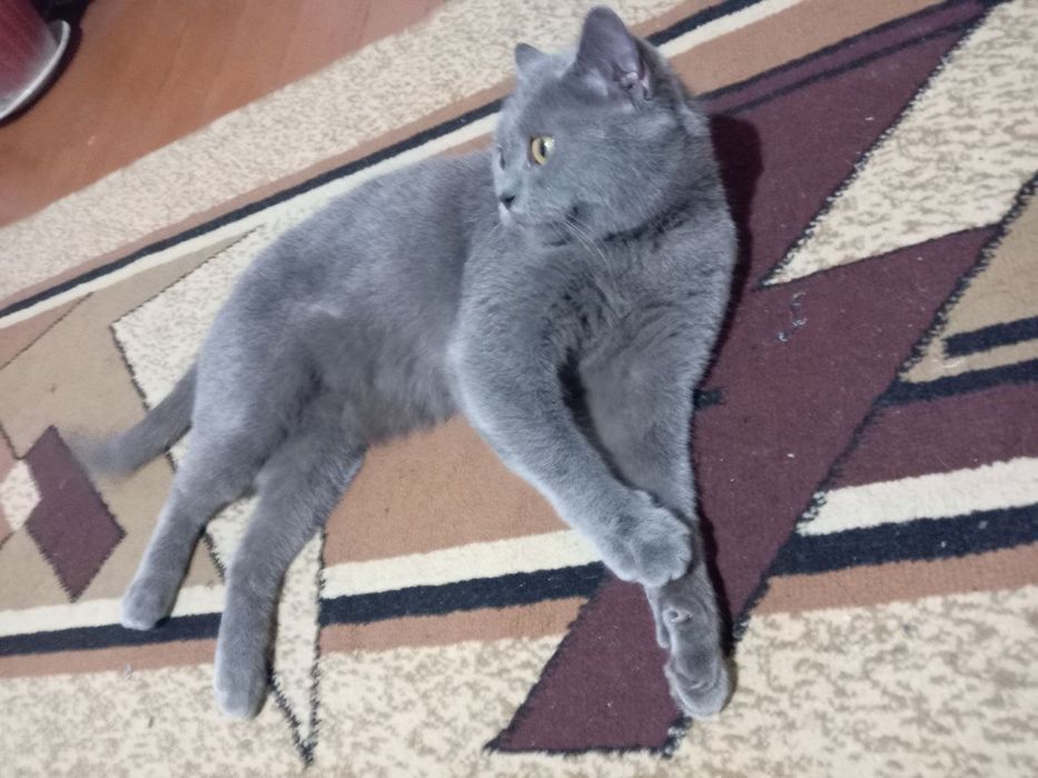 Скотиш страйт киз 2 йош сотилади