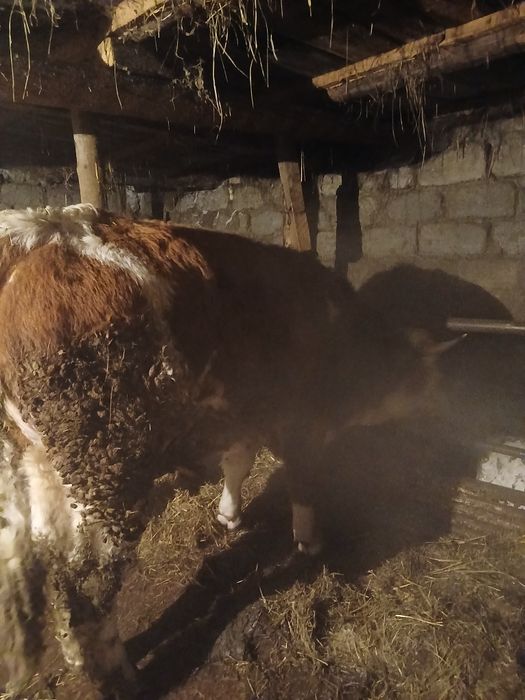 Продам быка на племя. Чистый симментал.