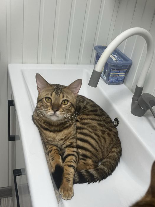 Продам кота бенгал