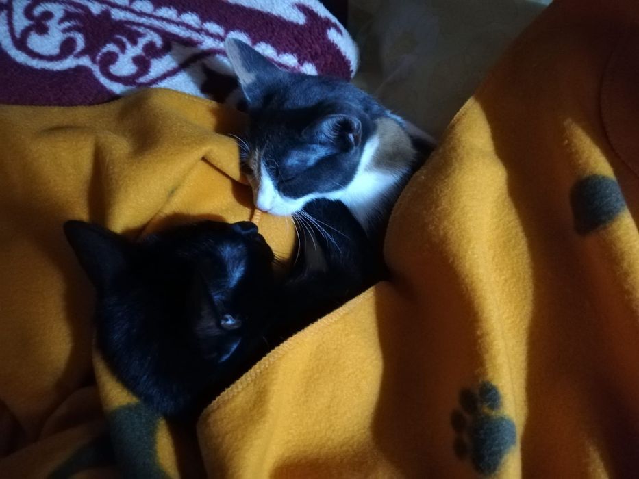 Cat Sitting de LUX – „Olimpul Pisicilor”