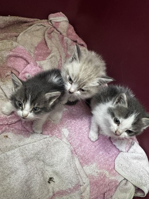 Отдам котят срочно