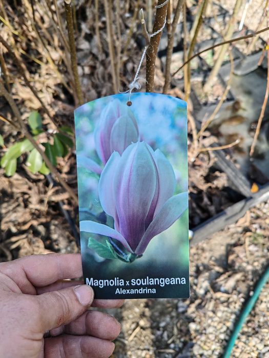Magnolia la ghiveci nu