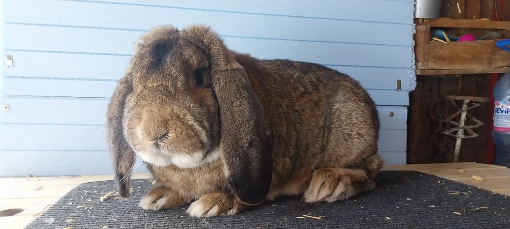 Зайци  за разплод