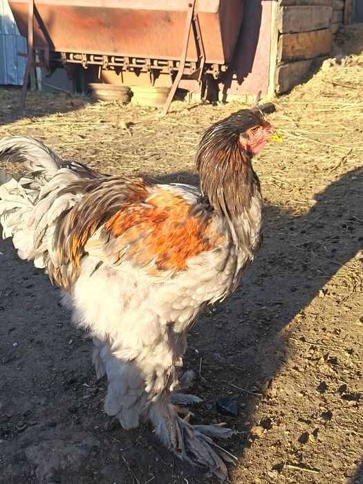 Продам петухов брама