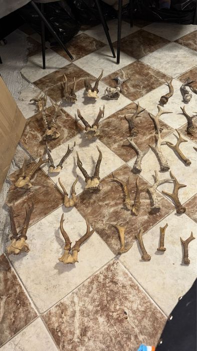 Coarne trofee Cerb țap muflon berbec caprioare panoplie mostenire buni