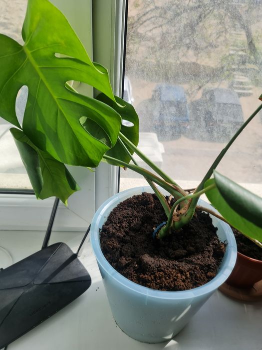 Продам монстеру ..