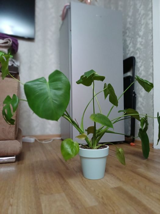 Монстера. Монстера