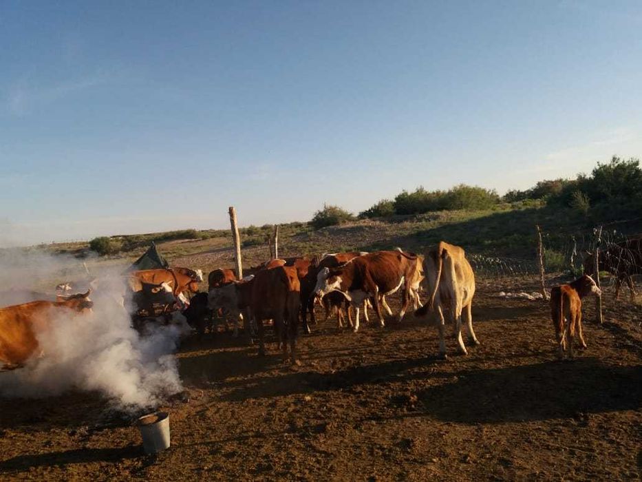 Коровы с пастбища