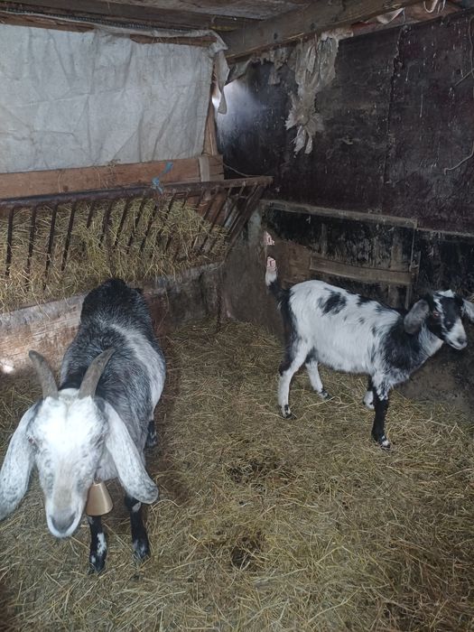 Vând  două angronubiene capre tinere gestante