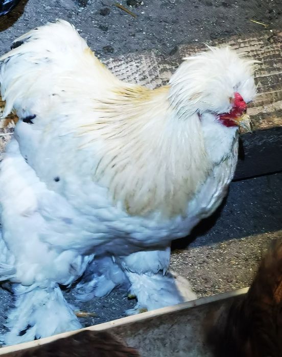 Vând ouă de la găini moțate încălțate și cu barbă