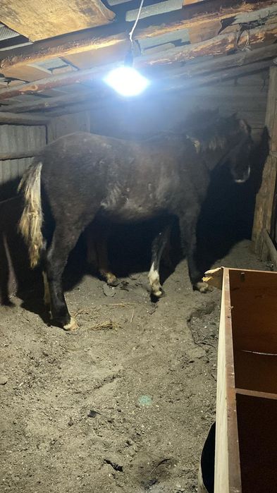 Продам 2 жеребчика ( тай )