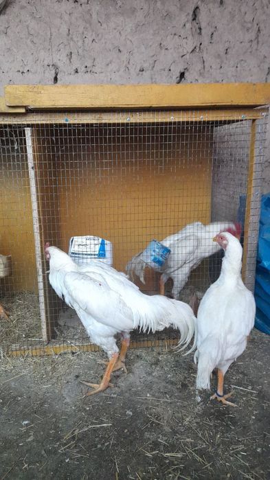 Кытай дакан кораз сатылады срочно