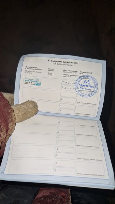 Немецкий овчарка