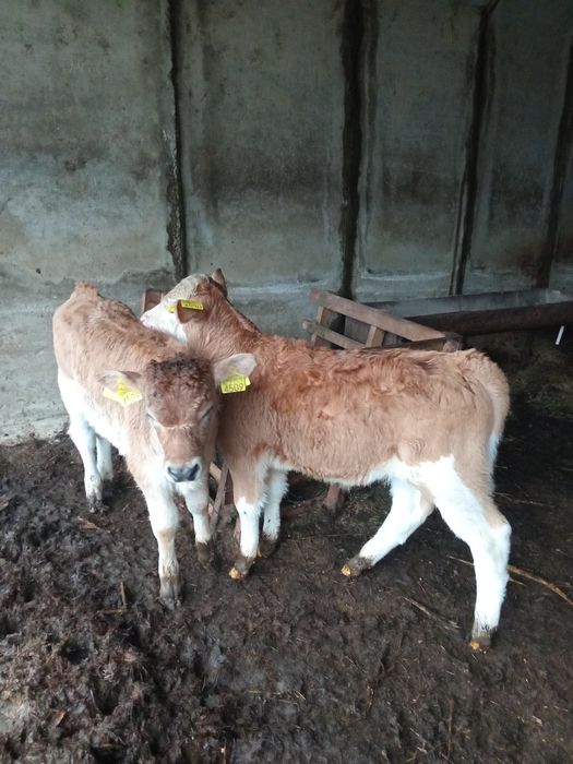 Vând doi vitei rasă