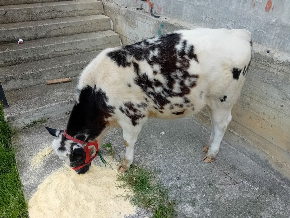 Vând urgent!!  Vitica Albastru Belgian