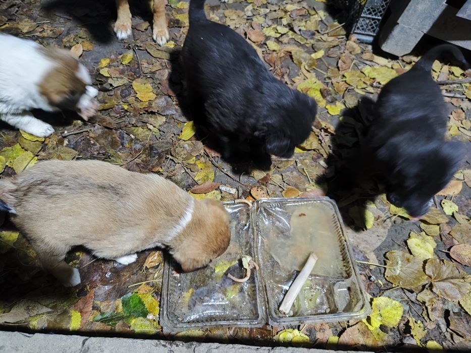 Щеночка в добрые руки