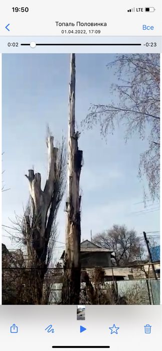 Спил с руб деревьев