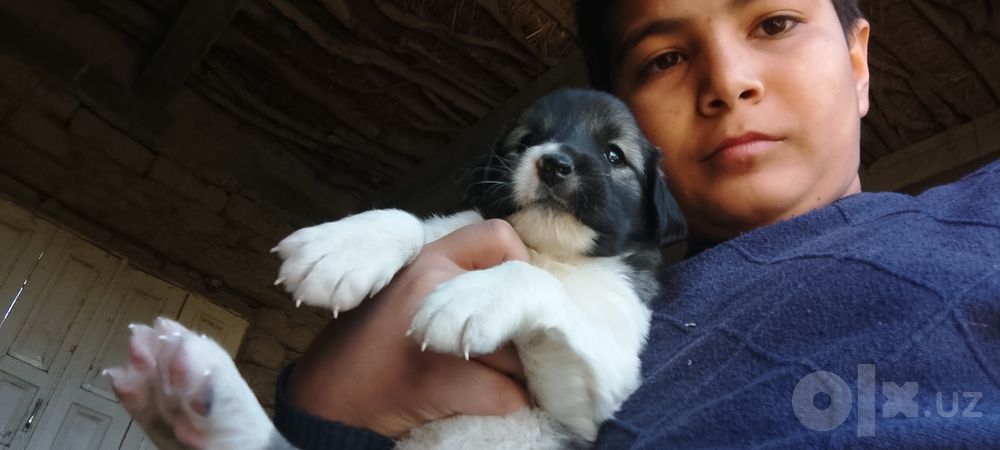 Kuchukchalar zoti dalmador tekinga berami