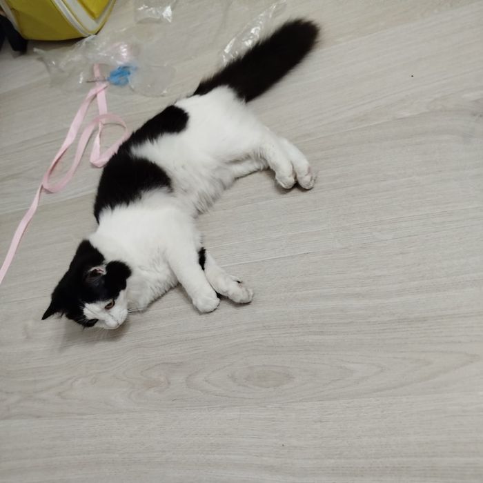 Котенок в ищем любящих хозяев