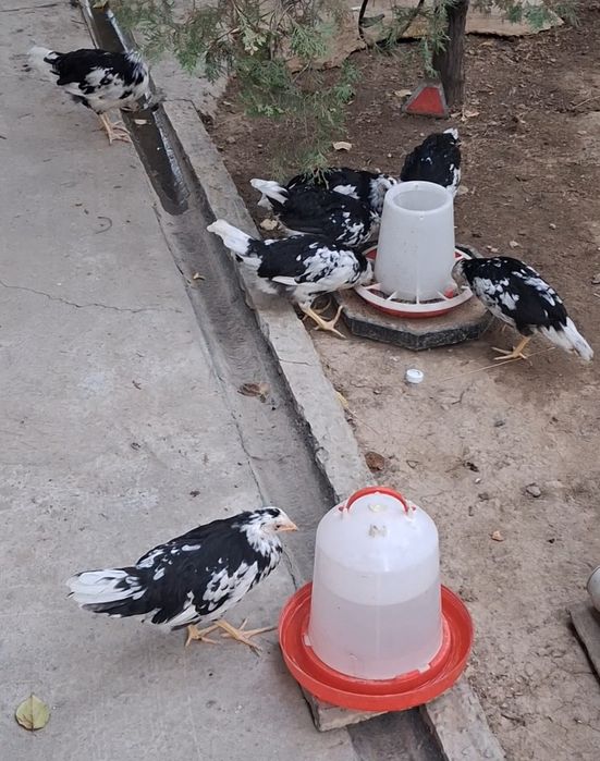 Легорн Далматинец 2.5 айлықтар.