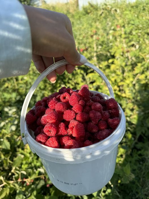 Саженцы Малины Карамелька