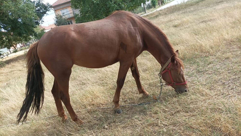 Продавам кобила 2 годишна и половина